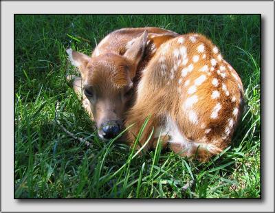 Fawn by dave v