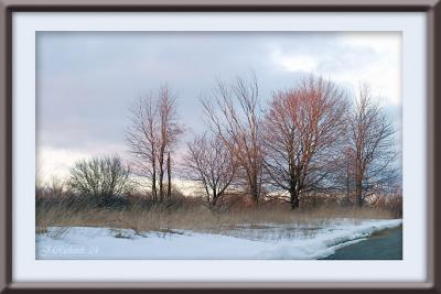 * Sunset Trees