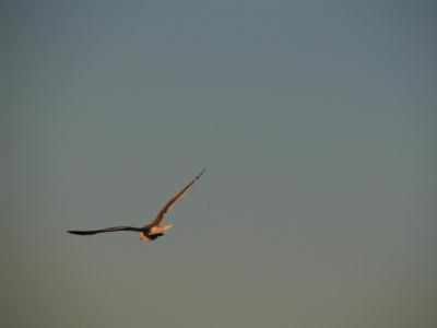 Flying in the Sunset by Francisco Brito *.JPG