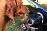 Samba & Jack *