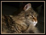<B>The Queen</B><BR>(*)