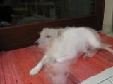 Ghost dog *