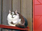 Zorro by the red door *