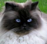 Bluest eyes ever*