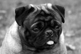 Pug *