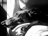 Now ~this~ is retirement, Stevie   by Susan B
