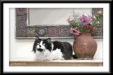 The Cat & the Vase