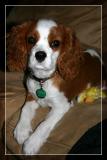 <b>Oliver</b>
