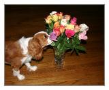 <b>Stop and Smell The Roses</b> *