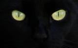 Black cat in a garden at midday *
