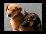 Love and Suspicion *