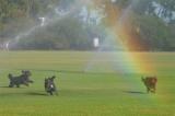 Dogs in the mist