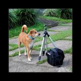 Lucky Dog
