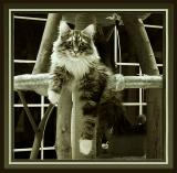 My Gym ( * )