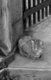 Stray Cat*
