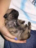 Contented Pug