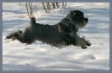 <b>I can fly!</b><br> *