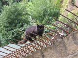 Wildcat