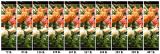 <b>Size Matters II</b><br>