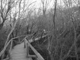 Tree-Bridge
