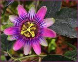 Passion Flower*