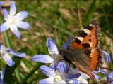 Butterfly *