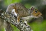 Squirrel Brown