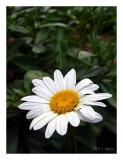 Yellow and White with a touch of red (*)