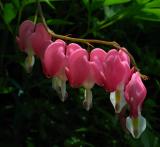 Bleeding hearts *