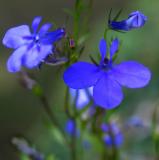 Lobelia-bluest of flowers*