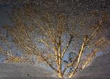 Mud Puddle *