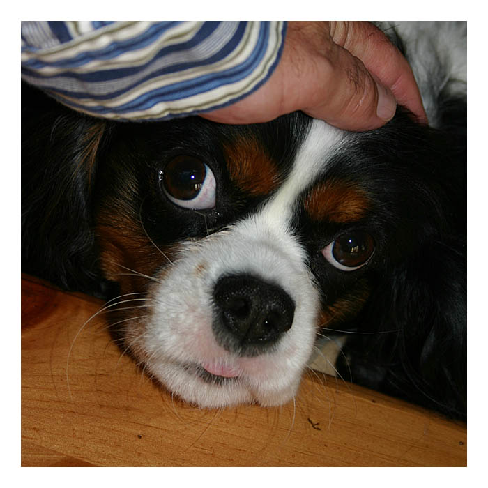 <b>Good Girl</b>