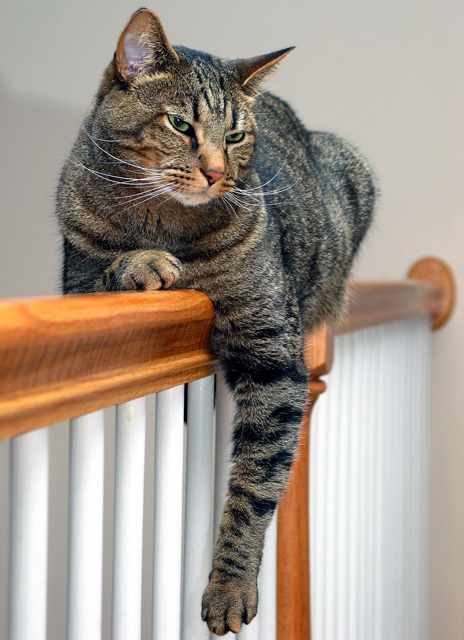 Hanging in there<br>(*)