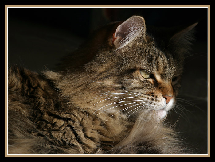 <B>The Queen</B><BR>(*)