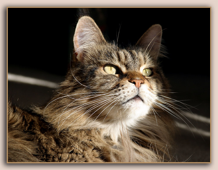 <B>Interrupted Grooming</B><BR>(*)