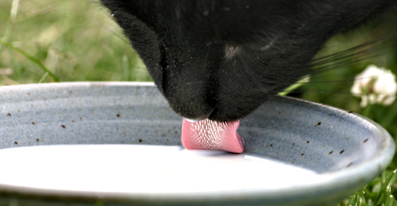 Felines Favourite Fluid *