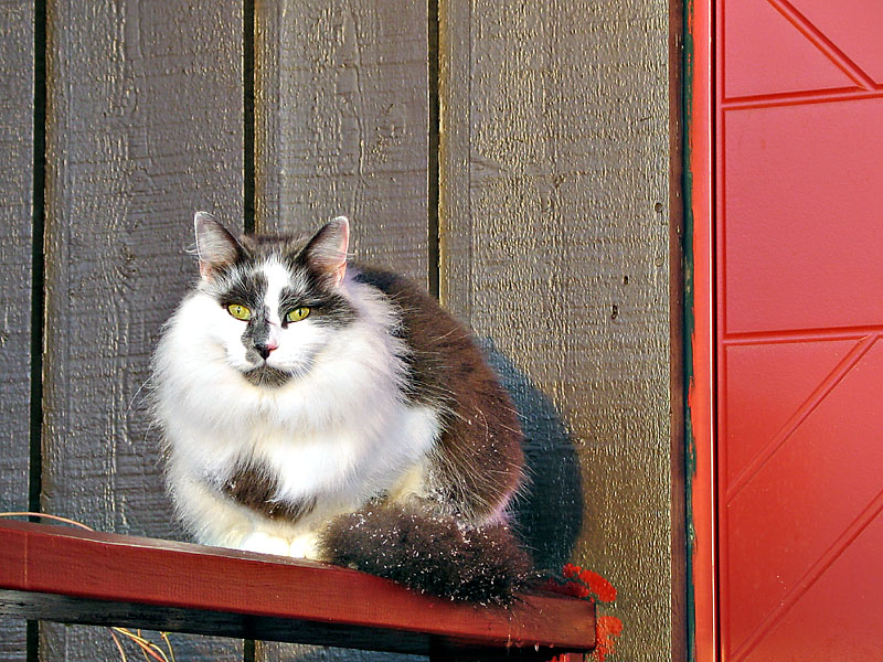 Zorro by the red door *
