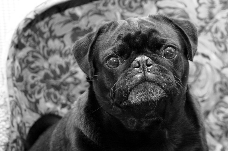 Pug 2 *
