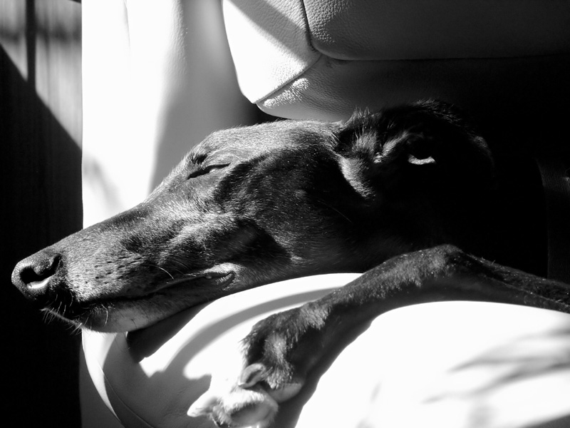 Now ~this~ is retirement, Stevie   by Susan B