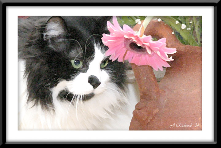 Mellow Cat