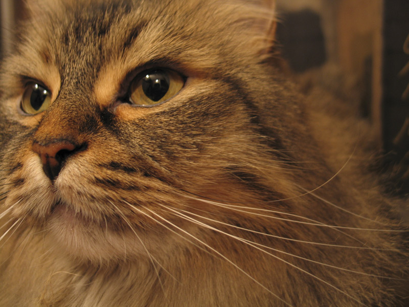 Pensive Reflection *