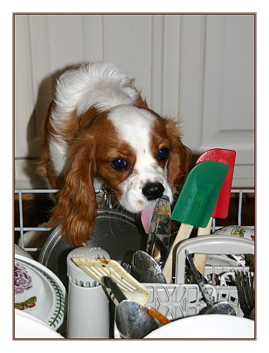 <b>The Pre-Wash Cycle</b> *