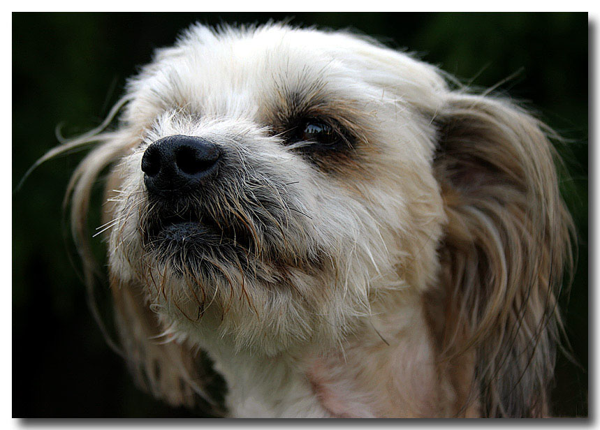 I smell a cat! (*)