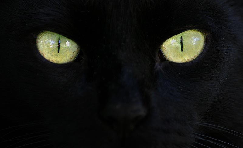 Black cat in a garden at midday *