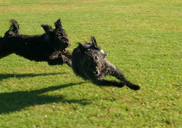 The chase is on!