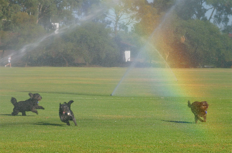 Dogs in the mist
