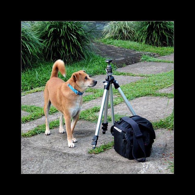 Lucky Dog