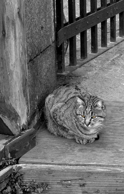 Stray Cat*