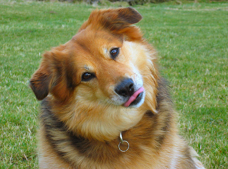 Did you just say bone?*