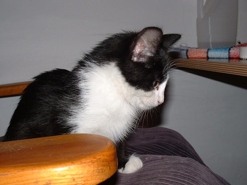 Otto